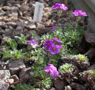 comp_Androsace_robusta_ssp._purpurea_25.04.10_.jpg