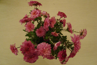 chrysanthemum_cf_zg2010.jpg