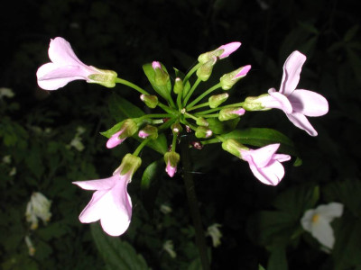 Cardamine_bulbifera.jpg
