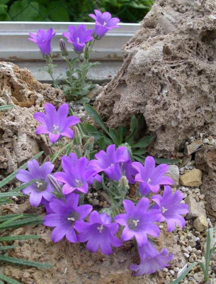 comp_Campanula_oreadum_19.05.10_.jpg