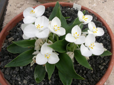 comp_Weldenia_cadida_19.05.10.jpg