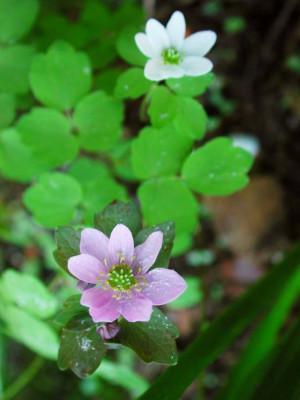 Anemonella_thalictroides_rosa.jpg