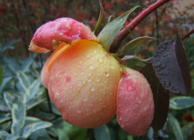 JtO_25-11-10_.JPG
