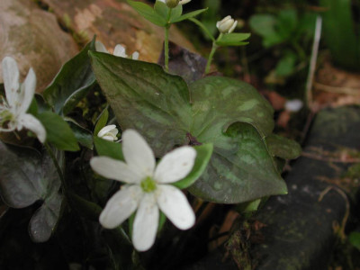 Hepatica_americana_Blatt.jpg