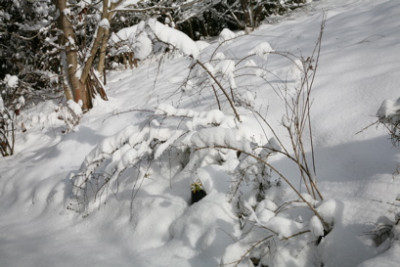1._Schnee_1110.jpg