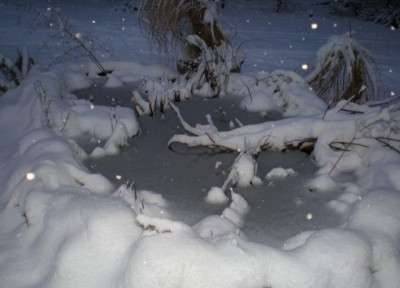 teichwinterea.jpg