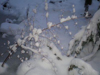 teichwintersamenea.jpg