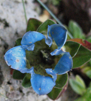 Gentiana_depressa_24.11.10._._071.jpg