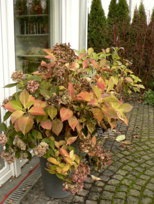 Hortensie101126.jpg
