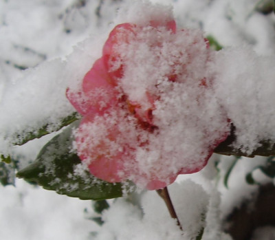 Jennifer_Susan20101126.jpg