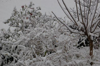 Astgewirr_im_Schnee_0010__2687.jpg