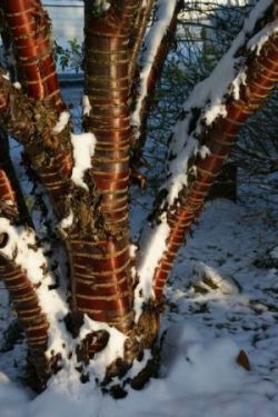 prunusserrula.jpg