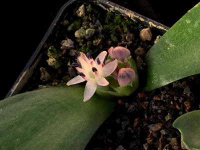 K640_M.jasminiflora.JPG