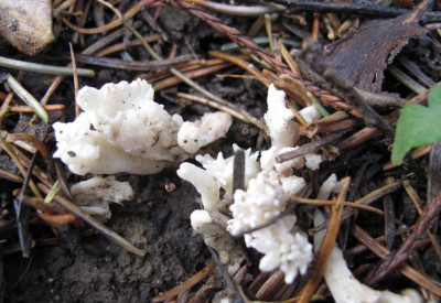 pilz_weiss_3806.jpg