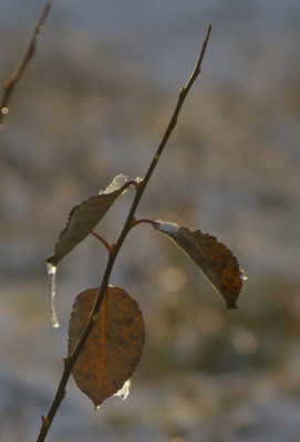 blatt7.jpg