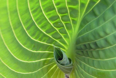 Hosta_Vorgarten.jpg