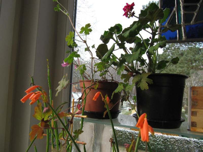 Farbe_auf_dem_Fensterbrett.jpg