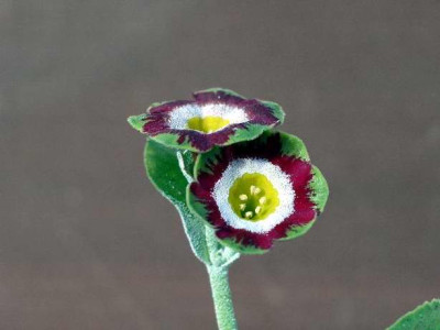 Primula_x_pubescens_Portree2005-04-18_.JPG