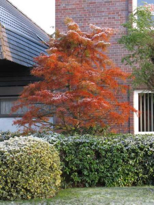 taxodium_800x600.jpg