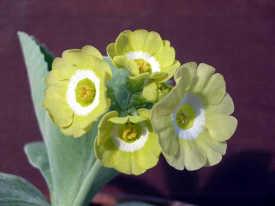 Primula_x_pubescens_Lucy_Locket2005-04-18_.JPG