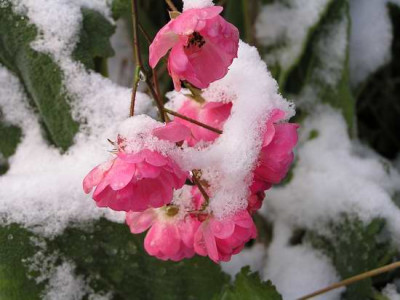 101128_1a.jpg