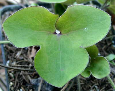 04090016_eHepatica_nobilis_Blatt.JPG