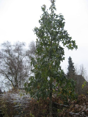 Liquidambar_Heute.jpg