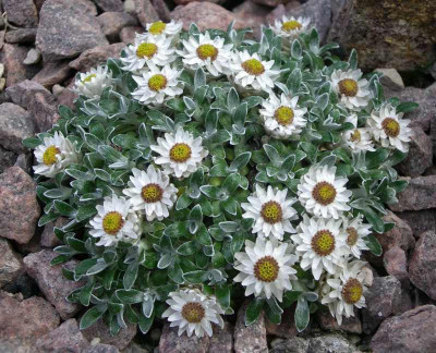 comp_Helichrysum_sessiloides_25.05.10.jpg
