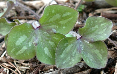 04160017_eHepatica_nobilis_Ledrosee.JPG