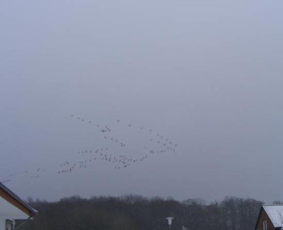 Kranichzugnovember3.jpg