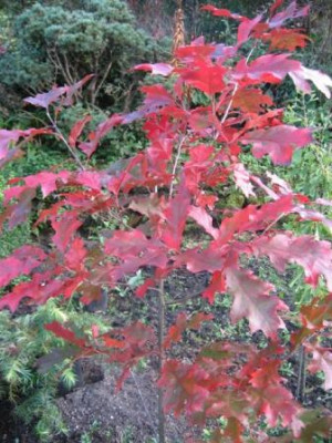 Quercus___shumardii_002.jpg