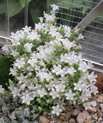 comp_Campanula_candida_04.09.10.jpg