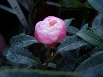 100_4476_Paradise_......_bud_opening_____800.jpg