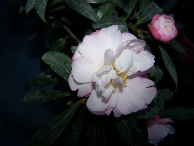100_4467_Camellia_sasanqua_Paradise_......______800.jpg
