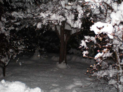 apfelbaumwinterea.jpg