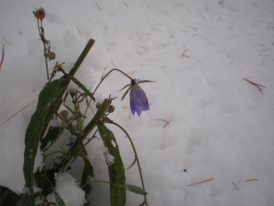 campanulapersicifoliaimschnee.jpg