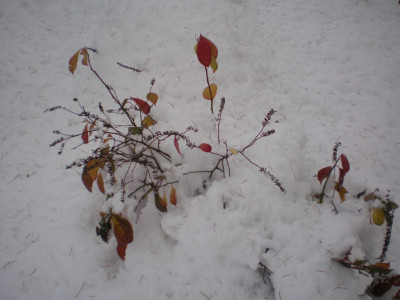 iteavirginicaschnee.jpg