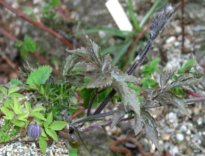 04180008_eClematis_alpina_Ledrosee.JPG