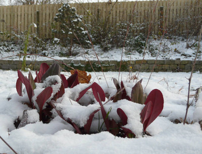 bergenia_hellen_dillen_wintermaerchen.jpg
