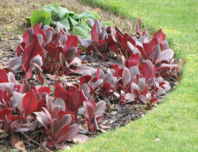 Bergenia_wintermaerchen_kl.jpg