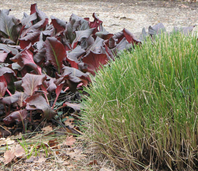 Bergenia_helen_dillon_kl.jpg