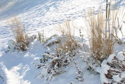 Calamagrostis02_web.jpg