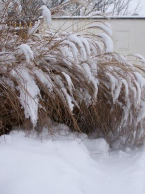 Miscanthus_im_Schnee.JPG