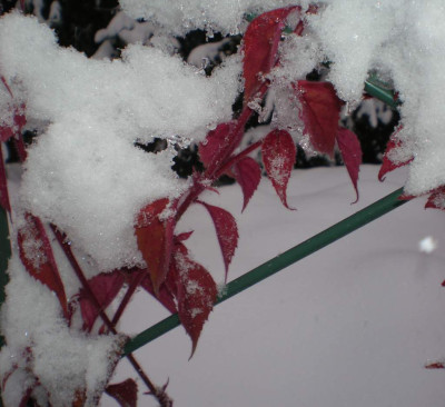 veronicastrumvillosulumwinter.jpg