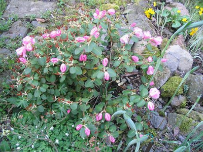 Rhododendron_williamsianum_Hortu.jpg