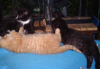 Karton_Katzen_Kopie_2.jpg