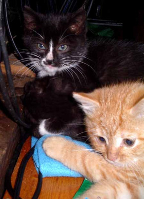 Karton_Katzen_2_Kopie.jpg