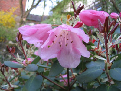 Rhododendron_williamsianum_Blute.jpg