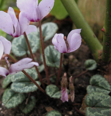 IMG_2150_Cyclamen_cilicicum.jpg