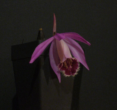 Pleione_Wharfedale_800x800_80KB.jpg